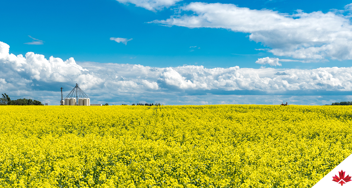 Aerial panoramic view of a canola field in Saskatchewan with a deer jumping through crops and fertilizer storage bins.