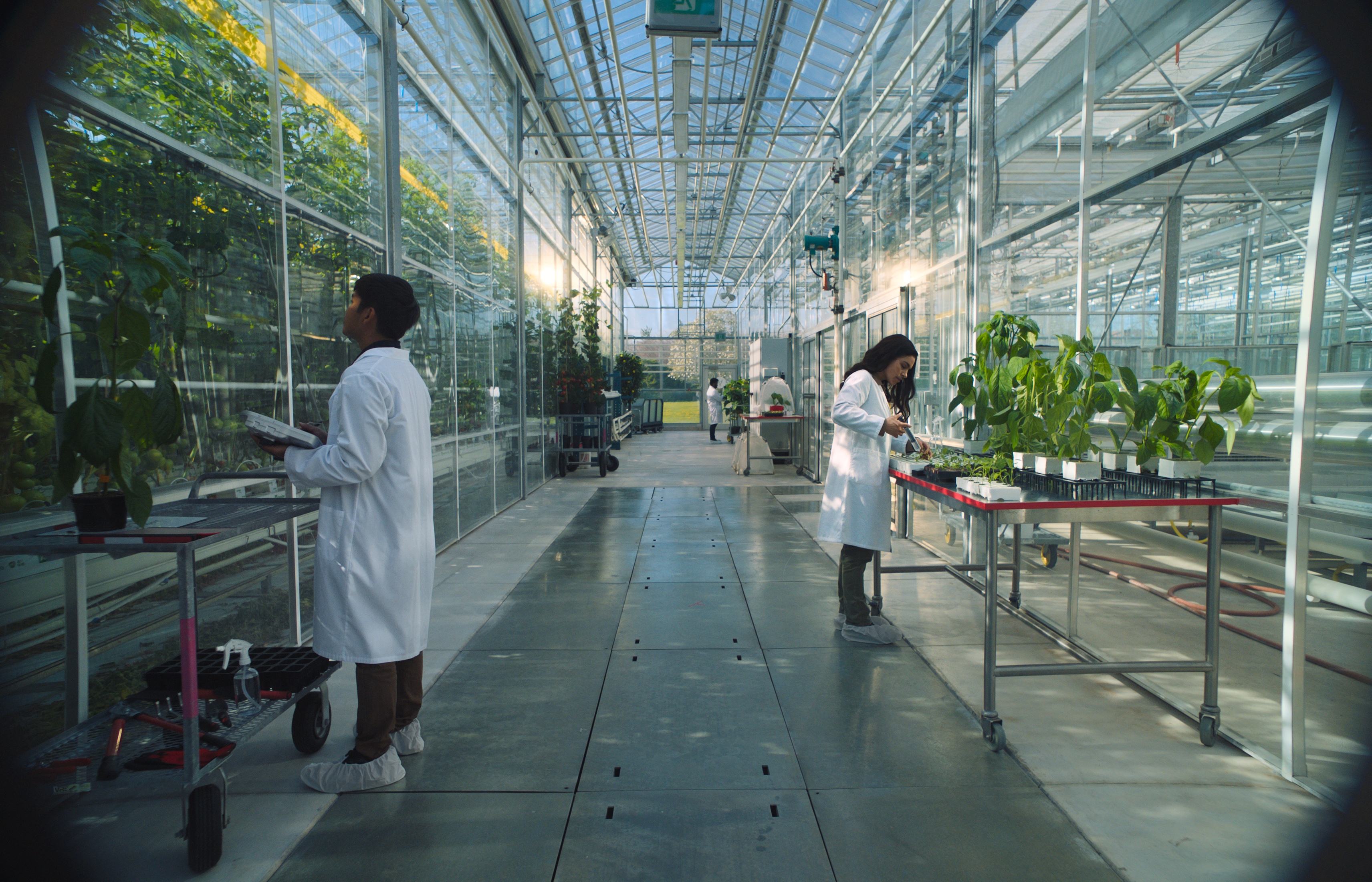 Female scientist working on plant seeds in an agriculture innovation lab in Canada
